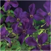 Clematis „Polish Spirit“ – violette Waldrebe, robuste Produktbild-Vorschau 1