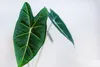 Bloomique - Alocasia Wentii - Elefantenohr - Zimmerpflanzen Produktbild-Vorschau 3