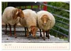 Coburger Fuchsschaf (Wandkalender 2027 DIN A2 quer), Produktbild-Vorschau 6