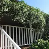 A porch railing covered in blooming jasmine flowers. Anteprima dell’immagine prodotto