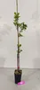 A young plum tree in a black pot, staked with a wooden pole and tied with red ribbons, stands against a plain background. A pink tag lies on the floor in front of the pot. Produktbild-Vorschau