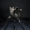 Cat Dancer Katzenspielzeug Deluxe Produktbild-Vorschau 5