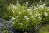 Rispenhortensie Wim's Red 40-60 cm, im Topf - Hydrangea Produktbild-Vorschau 2