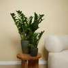 Bloomique - Zestaw 2 szt. - Zamioculcas Zamiifolia - Palma Podgląd zdjęcia produktu 3