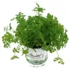 Enseleits Kerbel Pflanze, Anthriscus cerefolium, frischer Produktbild-Vorschau 1