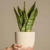 Sansewieria gwinejska - 2 szt - Sansevieria 'Futura' - Podgląd zdjęcia produktu 5