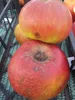 Malus Joseph Musch - Herbstapfel - Apfelbaum Produktbild-Vorschau 2