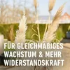 COMPO Bambus und Ziergräser Langzeit-Dünger für 22 m² - 850 Produktbild-Vorschau 8