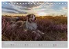 Australian Shepherd 2027 (Tischkalender 2027 DIN A5 quer), Produktbild-Vorschau 12