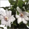 Clematis Miss Bateman 60-80 cm pianta rampicante Anteprima dell’immagine prodotto 2