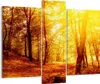 Bild auf Leinwand - Leinwandbild - Wald Baum Natur - Produktbild-Vorschau 1