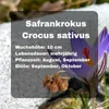 GardenTaurus® 30 Stück Blumenzwiebeln Safrankrokus, Crocus Produktbild-Vorschau 3
