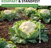 Winterblumenkohl Walcheren Samen - Brassica oleracea Produktbild-Vorschau 6