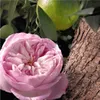 A close-up of a pink rose with a green citrus fruit and tree bark in the background. Náhled obrázku produktu