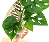 Dehner Waterplant Fensterblatt Verona, Monstera adansonii, Produktbild-Vorschau 3