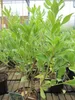 Weißbunter Chinesischer Klebsame - Pittosporum tobira Produktbild-Vorschau 2