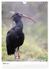 Der Waldrapp - Der etwas andere Vogel (Wandkalender 2027 Produktbild-Vorschau 6