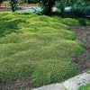 Stauden Gänge 1 x Azorella trifurcata 'Nana' - Adenpolster Produktbild-Vorschau 7