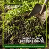 Gelbsenf Gründünger 2 kg Produktbild-Vorschau 4