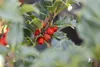 Ilex meserveae 'Heckenstar', ostrokrzew, zimozielony, Podgląd zdjęcia produktu 5