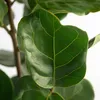 Figowiec dębolistny - Ficus Lyrata - Wysokość 70-90cm - Podgląd zdjęcia produktu 4