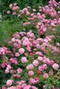 Rosa 'Sommerwind', Beetrose, rosa, 3-5 Liter Container Produktbild-Vorschau 1