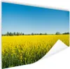MuchoWow® Poster Ölsaat - Gelb - Frühling 180x120 cm - Produktbild-Vorschau 1