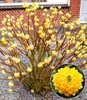BALDUR-Garten Edgeworthia Grandiflora, 1 Pflanze, Produktbild-Vorschau 1