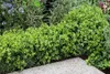 Stauden Gänge 10 x Ilex crenata 'Green Hedge' - Japanische Produktbild-Vorschau 4