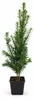 Evropský tis (Taxus baccata), výška cca 50 cm – Vždyzelený, Náhled obrázku produktu 4