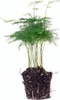 Asparagus Pflanze - Topfgröße 6 cm - 15-20 cm hoch Produktbild-Vorschau 2