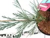 Sequoiadendron giganteum 'Glaucum' 40–70 cm blauer Produktbild-Vorschau 4
