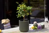 A small citrus tree with fruits in a green pot sits on a wooden table outdoors, surrounded by other decorative items and a bottle of water. Voir les images du produit