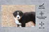 MuchoWow® Schreibtischunterlage Berner Sennenhund Welpe am Produktbild-Vorschau 2