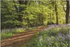 Wallario Wandbild Blaues Hasenglöckchen im Sommerwald, Produktbild-Vorschau 1