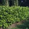 Prunus laurocerasus 'Rotundifolia', Kirschlorbeer, Produktbild-Vorschau 5