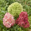 Green boutiQ - Gartenpflanze - Hydrangea panniculata Produktbild-Vorschau 5