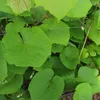 Japanische Weinrebe Vitis Coignetiae, 2L Topf, winterhart & Produktbild-Vorschau 6