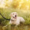 20 Meter WELLGRO Schleppleine für Hunde mit Handschlaufe Produktbild-Vorschau 6