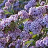 2 x motýlí ker - Buddleja alternifolia | 40-60 cm v nádobe Náhľad obrázku produktu 1