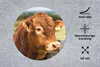 MuchoWow® Mauspad Mousepad Schottischer Highlander - Berg - Produktbild-Vorschau 2
