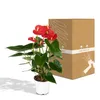 Anthurium Red - Ø17cm - ↕55cm - Ø12cm - ↕40cm Produktbild-Vorschau 9