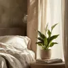 Friedenslilie - Einblatt - Spathiphyllum 'Lima' - Höhe Produktbild-Vorschau 6