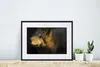 MuchoWow® Gerahmtes Poster Wolf - Gold - Sonne 40x30 cm - Produktbild-Vorschau 6
