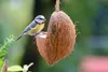 dobar Vogelfutter-Mix zum Aufhängen, gefüllte Kokosnüsse Produktbild-Vorschau 10