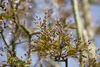 Amelanchier arborea 'Robin Hill', Felsenbirne, rosa Blüten, Produktbild-Vorschau 1