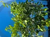 Sunny Tree - Limettenbaum große 180 Zentimeter - Citrus Produktbild-Vorschau 7