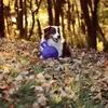 Jolly Hundespielzeug Tug-n-Toss blau, Größe: M Produktbild-Vorschau 3