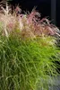 Stauden Gänge 1 x Miscanthus sinensis 'Red Cloud®' im 1 Produktbild-Vorschau 5