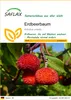 SAFLAX - Erdbeerbaum - 50 Samen - Arbutus unedo Produktbild-Vorschau 1